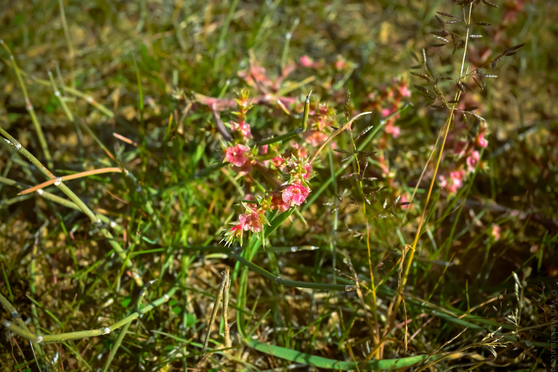 Pink flower 