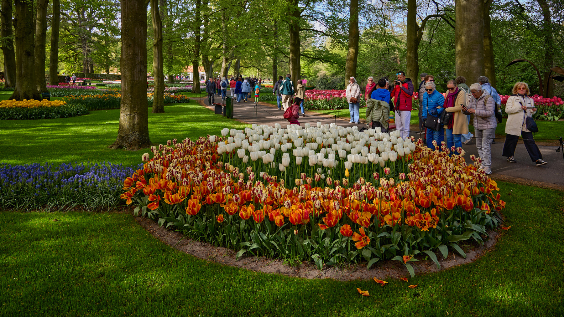 Кeukenhof... цветы тюльпаны парк Кёкенхоф Кeukenhof