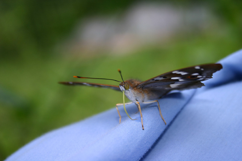 Butterfly Бабочка