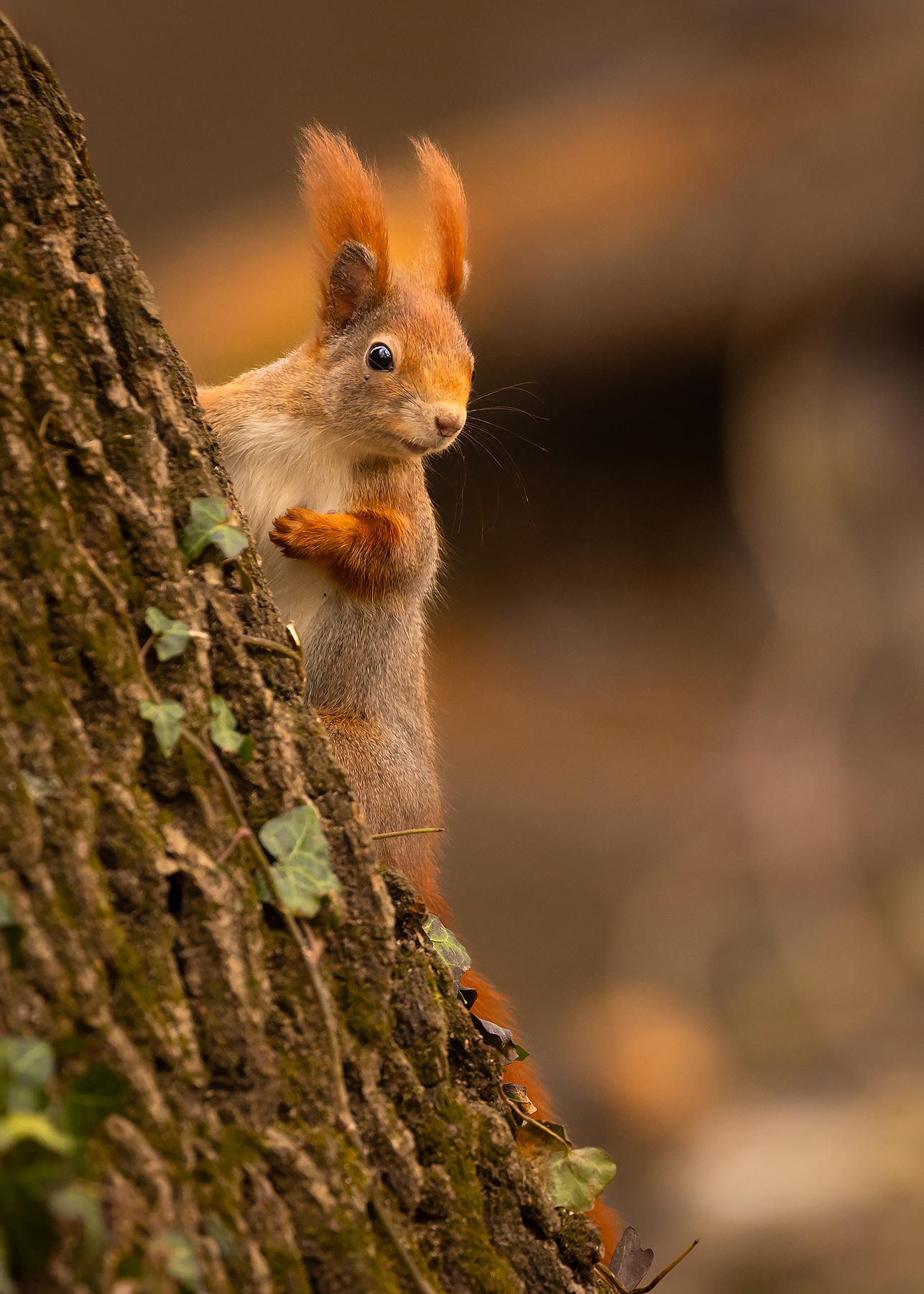 Squirrel 