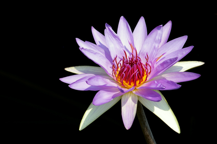 tam lilii ... 3 water, flower, nature, cvetok, voda