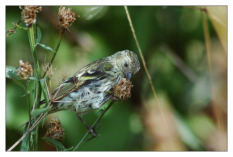Чиж чиж spinus siskin
