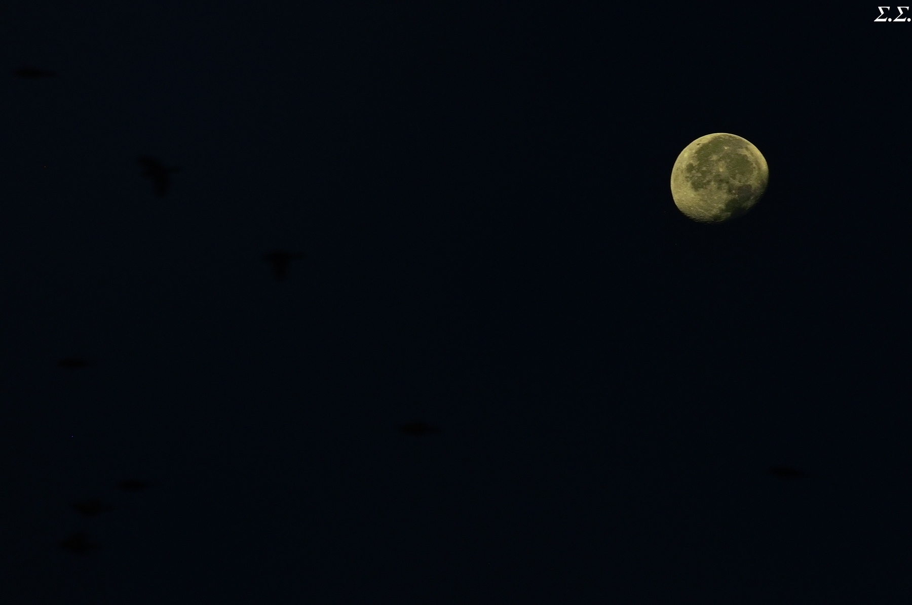 MOON AND THE FAST BIRDS 