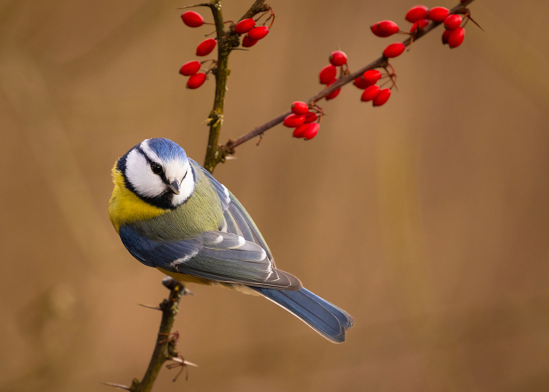 Titmouse 