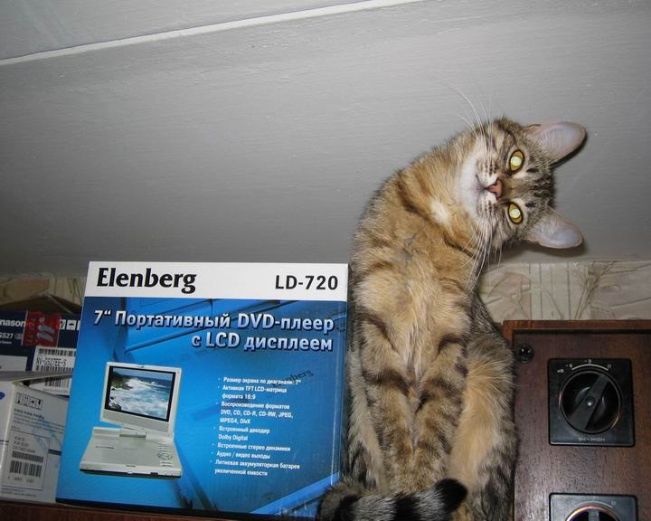 мой котик Мыфамур 