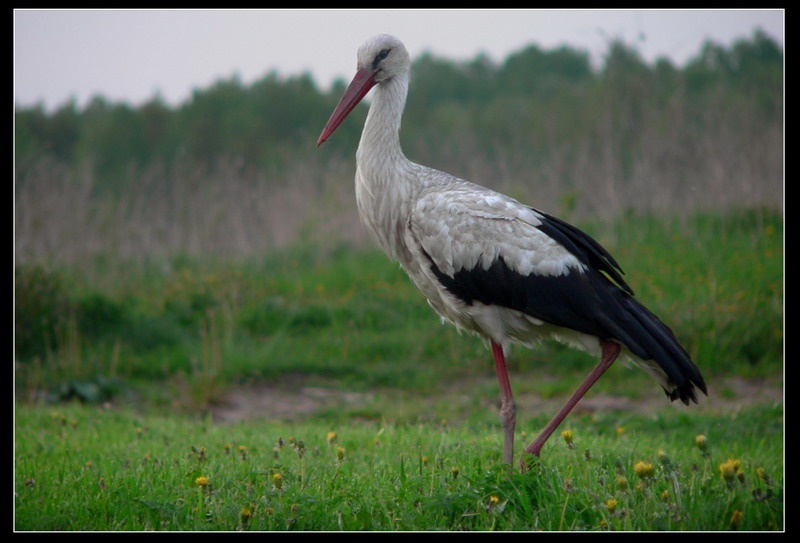 Аист белый аист ciconia ciconia