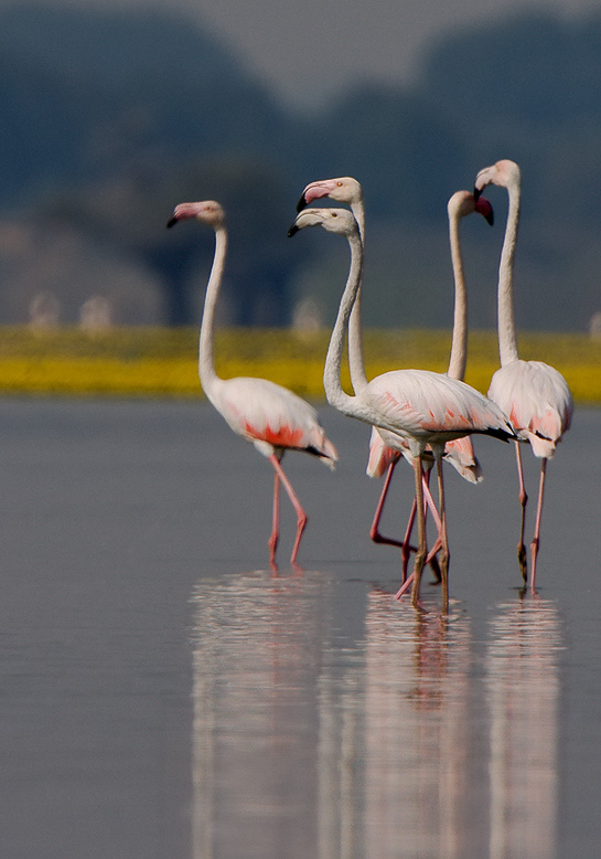 Большие вопросительные Розовый фламинго (Phoenicopterus roseus)