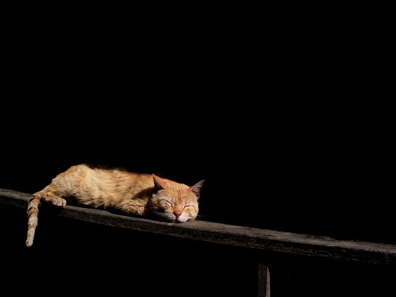 Garfield cat