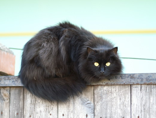Чёрный кот. Или кошка )) черный кот, забор