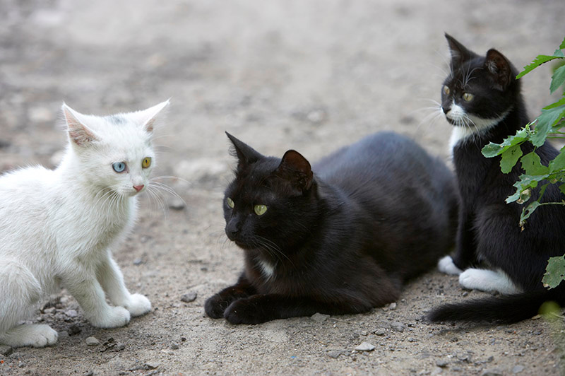 \"урод\" кошка,котята