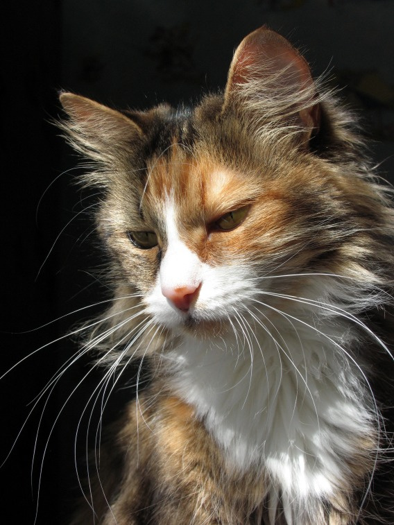 стеснительная кошка кошка кот солнце