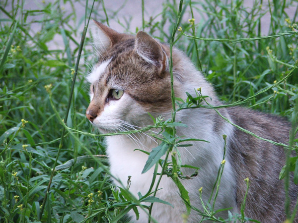 Охотник 