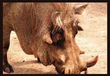 Милашка свинья прелесть красота