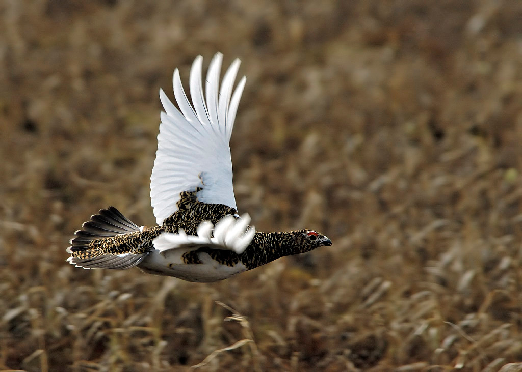 Белокрылка Белая куропатка, Lagopus lagopus, Willow Ptarmigan, Tobseda, Barents Sea, Arctic