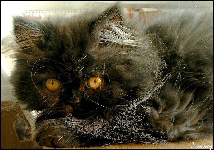кошко. кошка животные