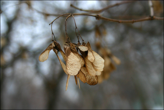 Зимнее настроение - 1 зима настроение макро winter mood macro