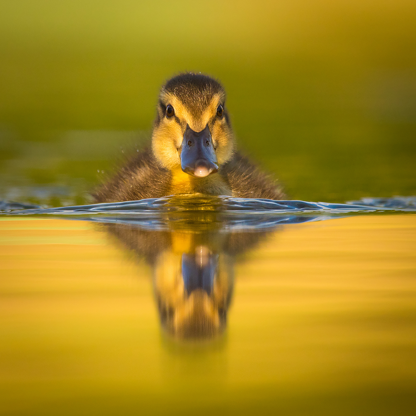 Duckling 