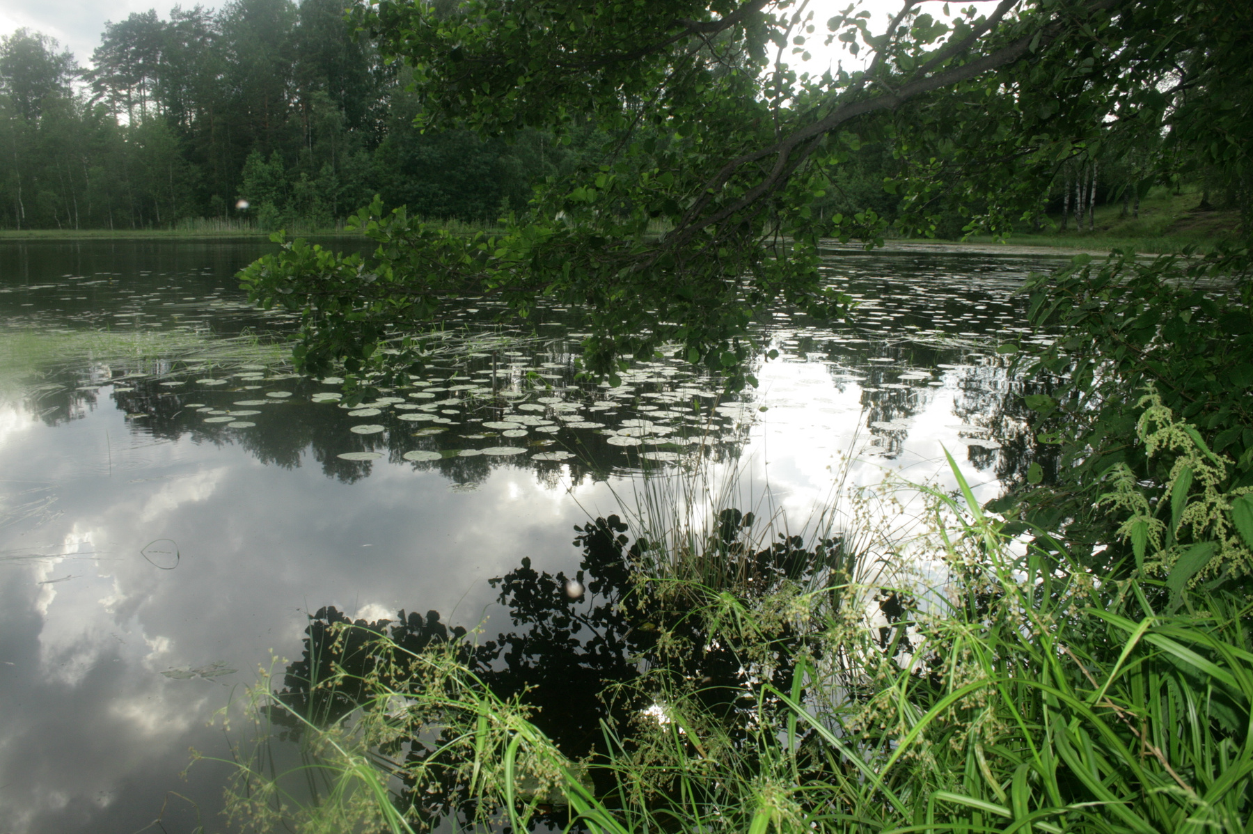 Wald-See Wald-See