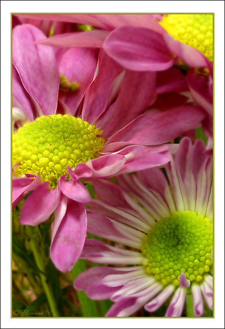 Open Out 2 macro flowers pink