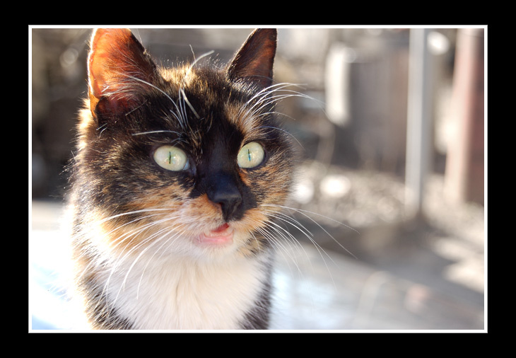*** котик