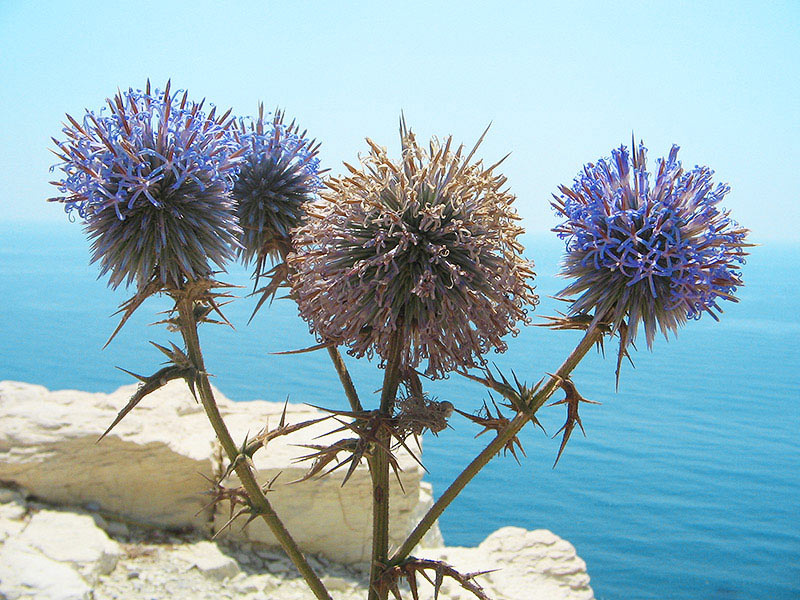 thorns море колючки