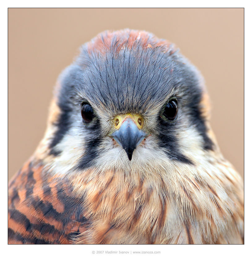 Фотография на паспорт Пустельга воробьиная american kestrel