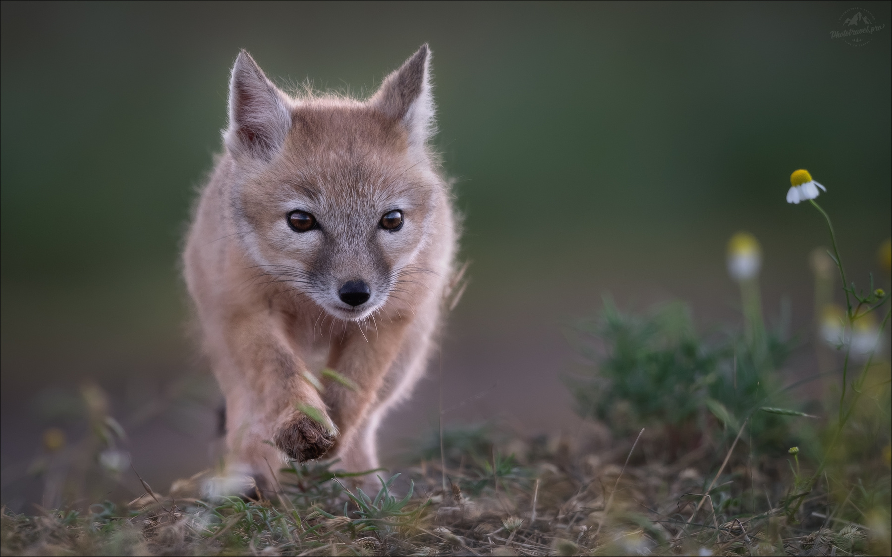 Шаг в неизведанное корсачок корсак степная лисица Vulpes corsac лиса калмыкия