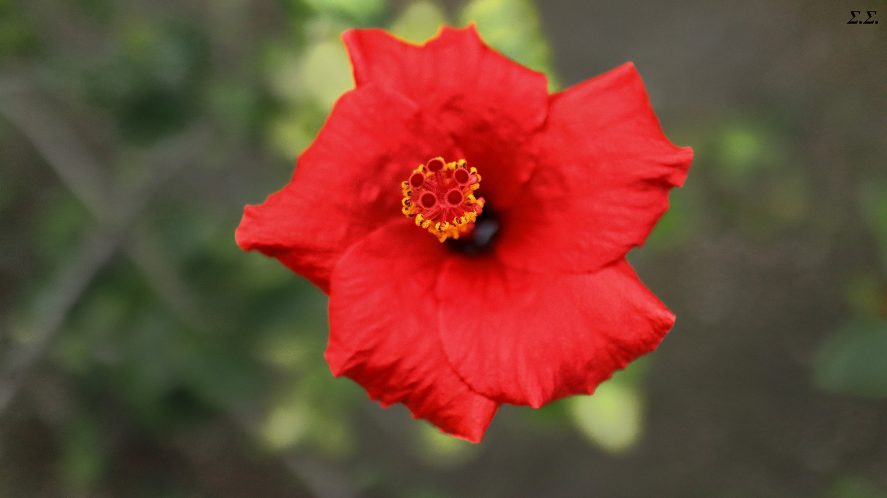 AUTUMN FLOWER 