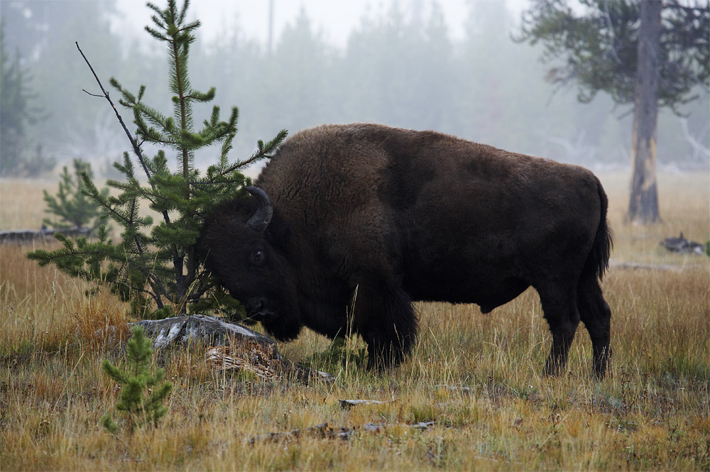 Идёт бычок, бодается... buffalo, yellowstone, bison