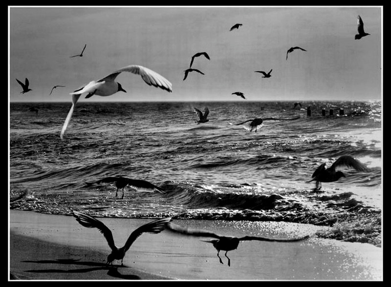 the birds 