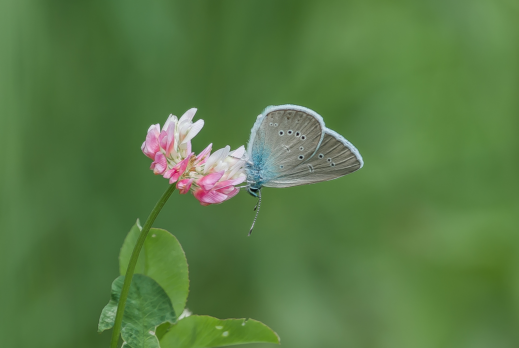 ***Polyommatus coelestinus 
