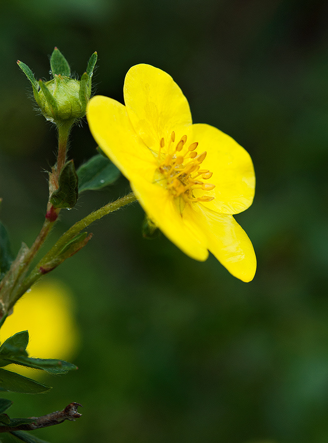 Курильский чай Pentaphylloides fruticosa Курильский чай