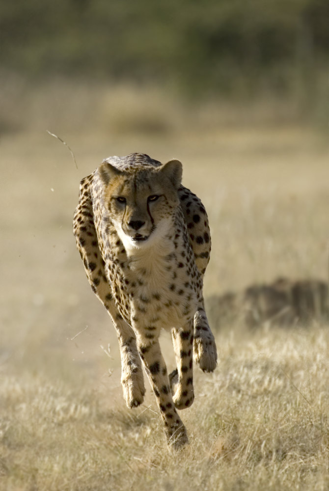cheetah 