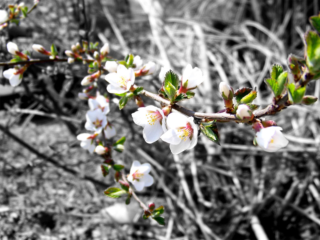When spring comes Весна цветы дальний восток