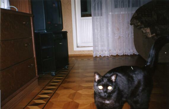 кот кот
