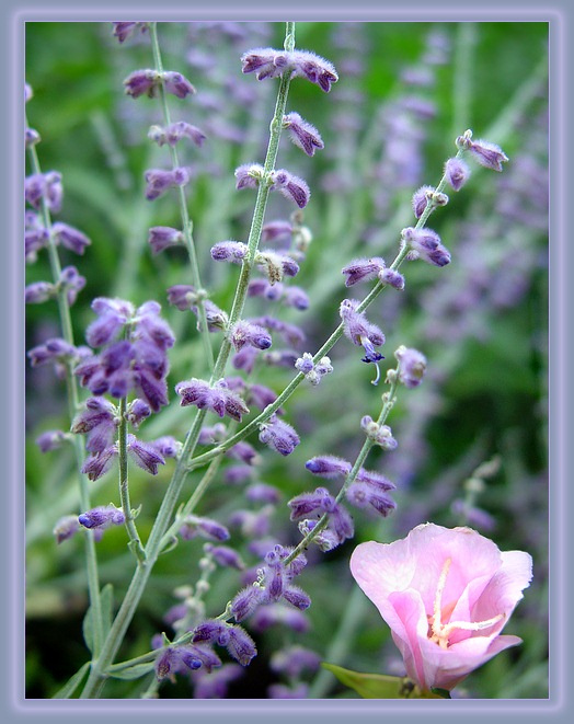 macro soft II macro soft цветочки травка ерунда всякая