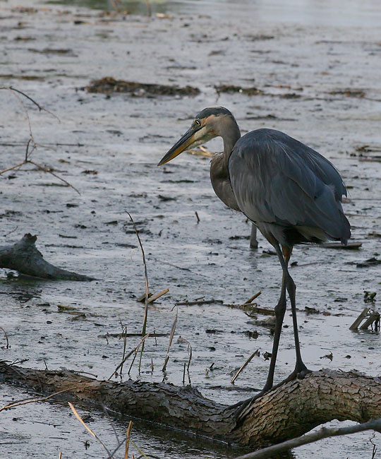 На рыбалке птица, большая голубая цапля, Great blue heron