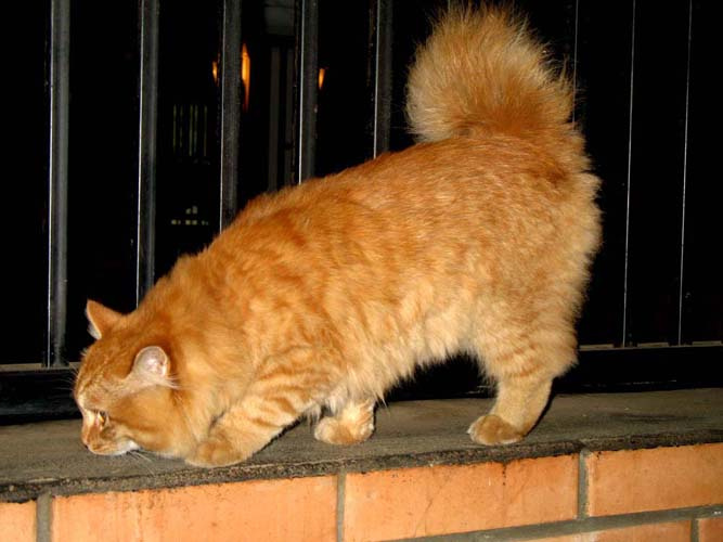 Бобтейл кот