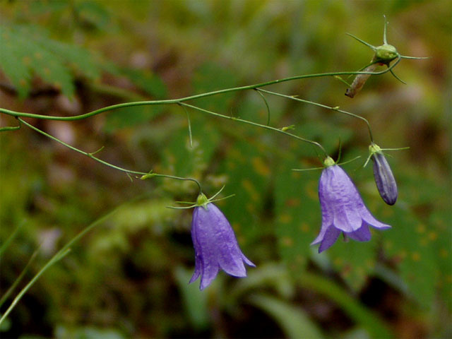 Campanula rothundifolia цветы колокольчик
