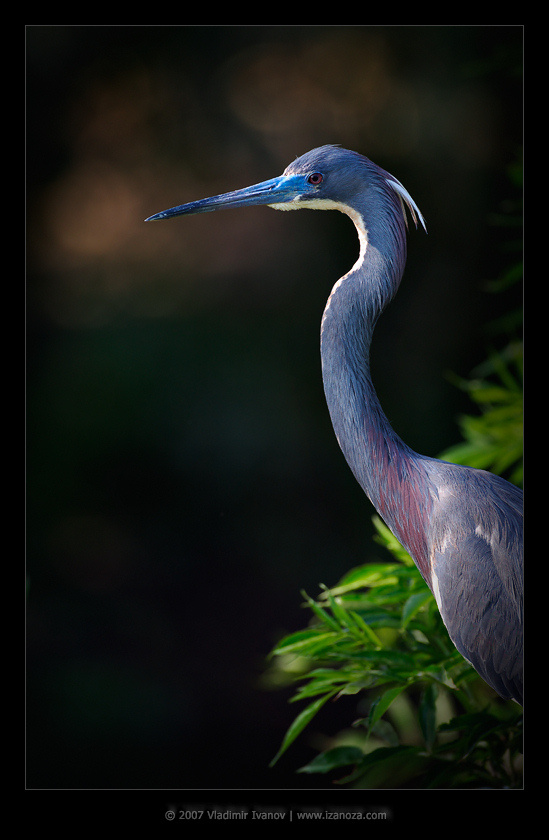 Мечты трёхцветной цапли трёхцветная цапля tricolored heron Florida US