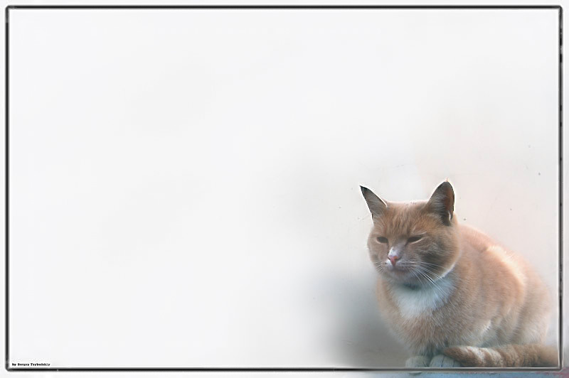 Котяра!!! 