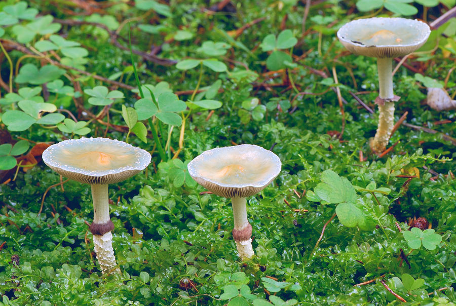 Строфария сине-зеленая строфария сине-зеленая  stropharia aeruginosa