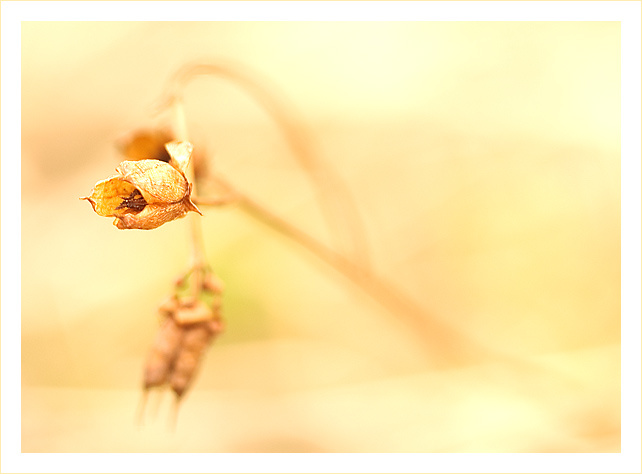 Selective Focus 