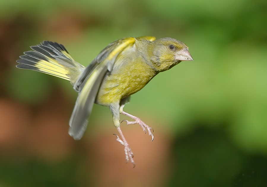 Прогулка на воздухе зеленушка, Greenfinch, Chloris , прогулка, полет