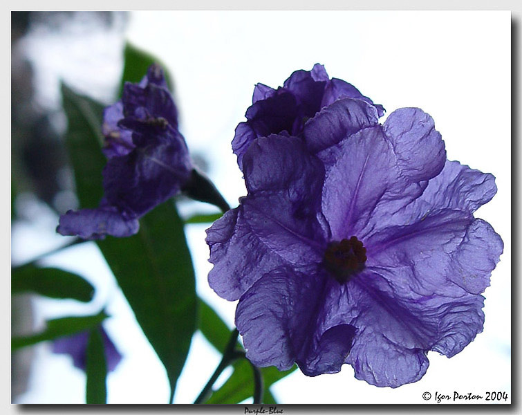 Purple-Blue Пергамент, пурпурно-голубой.