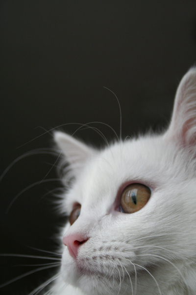 Аллерген кошка, глаза