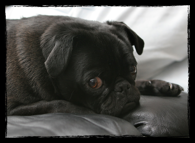 Oliver Oliver, pug