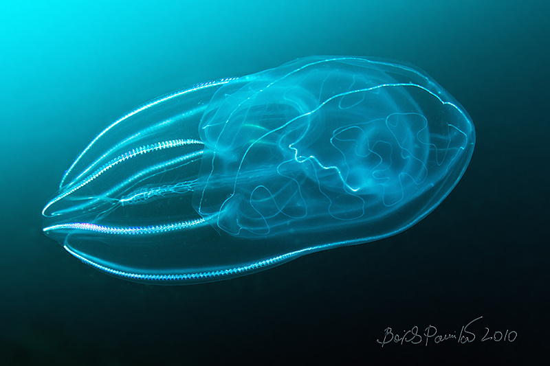 lines of life comb jelly sea gooseberry walnut Venus's girdles гребневик морской крыжовник морской орех пояса Венеры Приморье anion Японское море