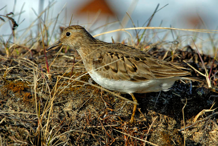 Белопесочник Белохвостый песочник, Calidris temminckii, Temminck’s Stint, Tobseda, Barents Sea, Arctic