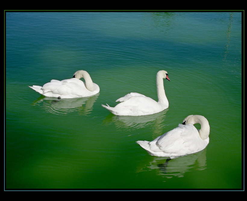 lebedinnoe trio park,lebedi